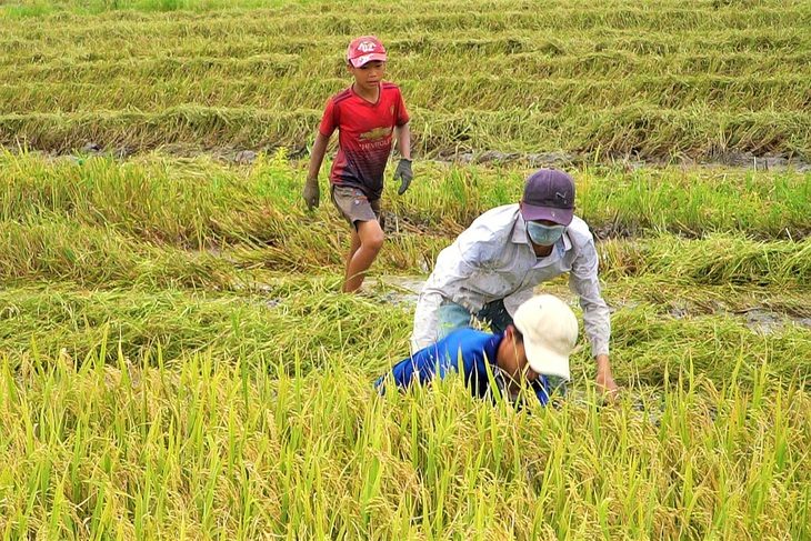 Bắt chuột đồng trong mùa gặt lúa - Ảnh: C.HẠNH